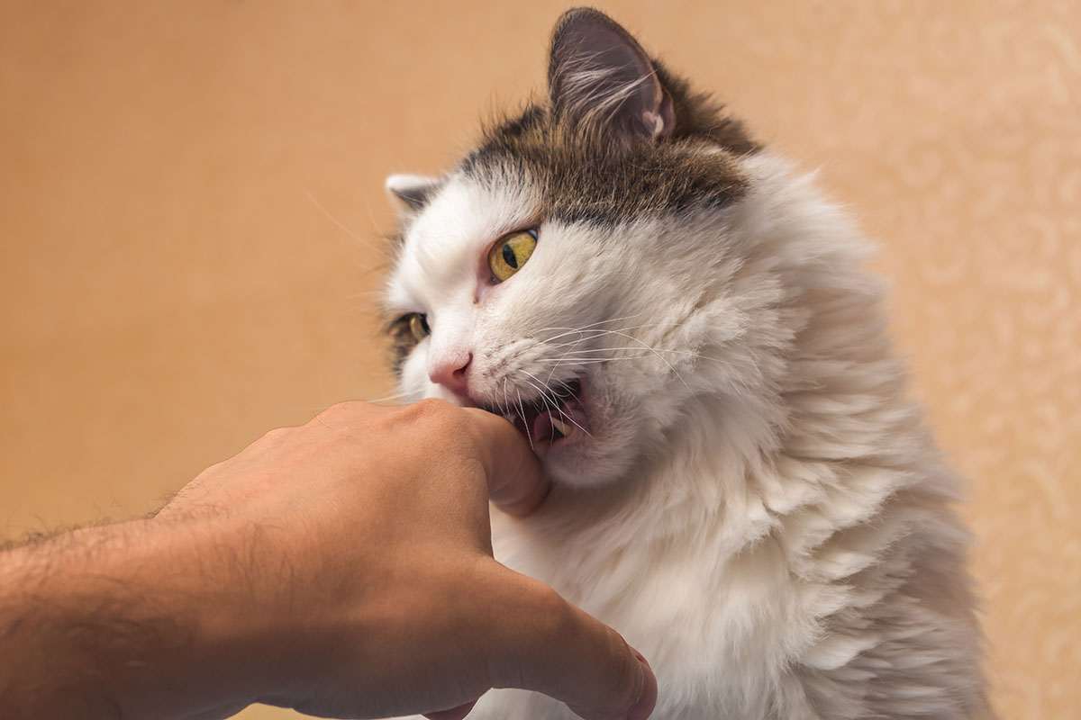 Why Does My Cat Bite Me